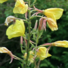 oenothera biennis - abriachan nurseries